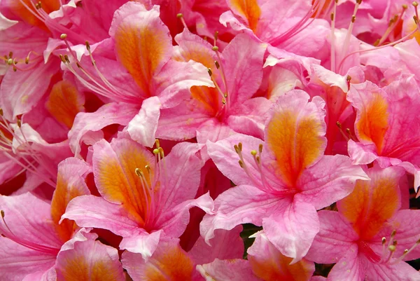 Azalea — Stock Photo, Image