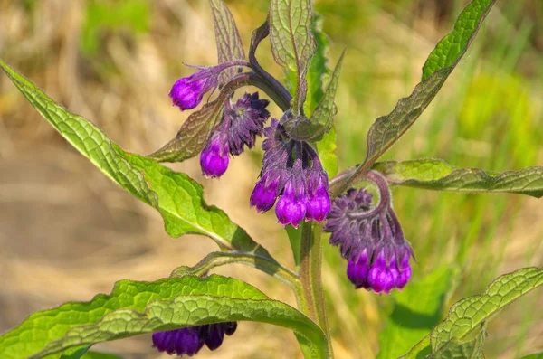 Comfrey — Stock Photo, Image