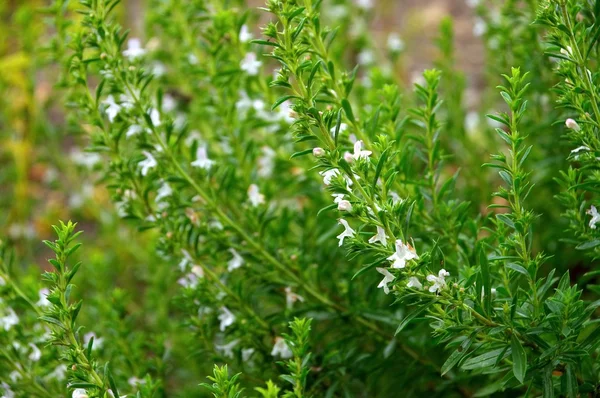 Satureja — Stok fotoğraf