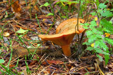 Red pine mushroom  clipart