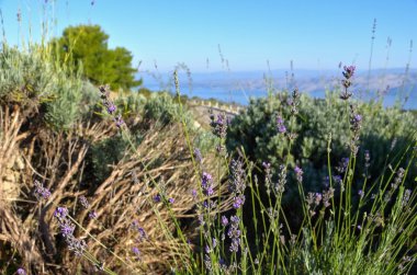 Hvar landscape lavender  clipart