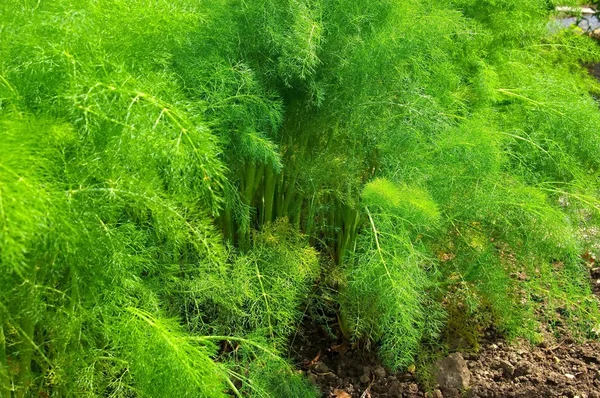 Fennel plant — Stock Photo, Image