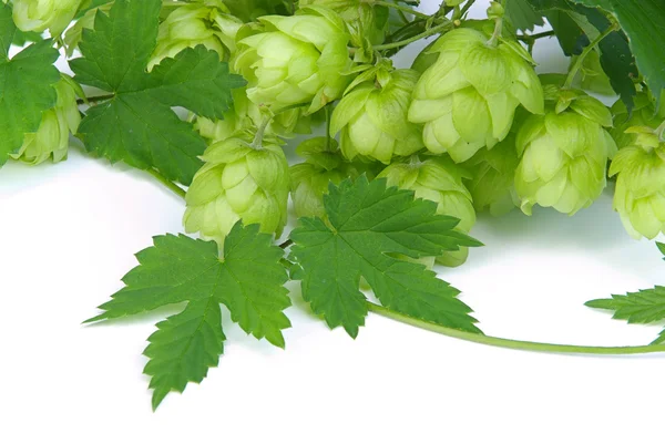 Hop with leaves — Stock Photo, Image