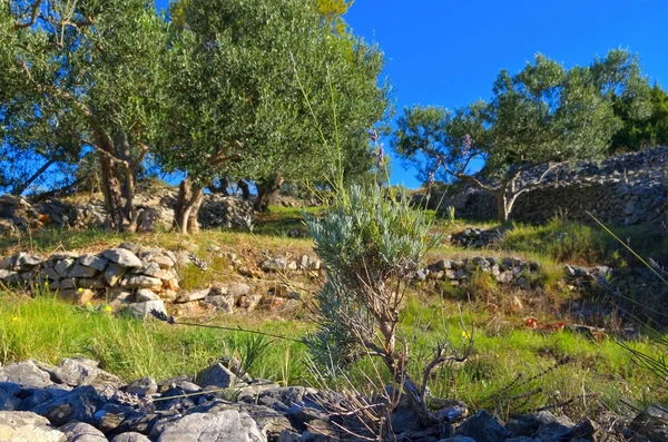 Lawenda krajobraz Hvar — Zdjęcie stockowe