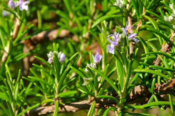 Rozemarijn — Stockfoto