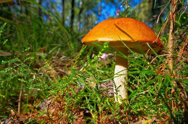 Red cap mushroom — Stock Photo, Image