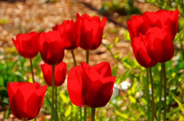 Tulip röd — Stockfoto