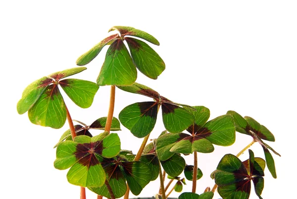 Four leafed clover — Stock Photo, Image