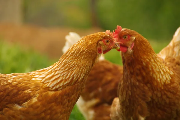 Chicken — Stock Photo, Image