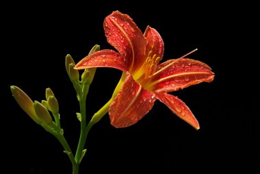 Daylily 