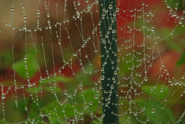 Cobweb — Stock Photo, Image