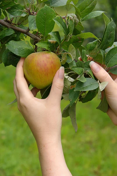 Apple — Stock Photo, Image