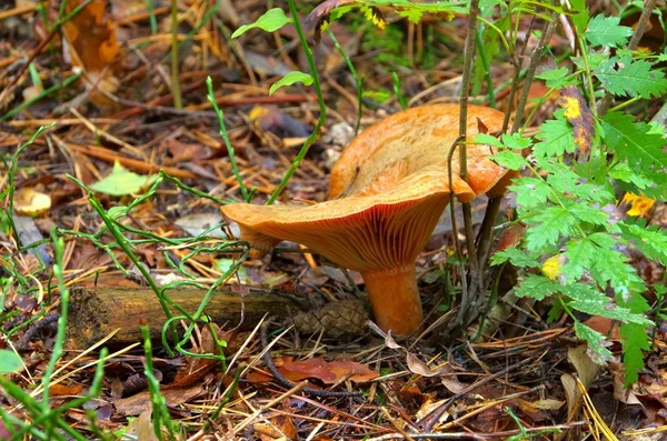 Red pine mushroom — Stock Photo, Image