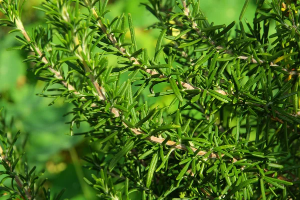 Rosemary — Stock Photo, Image