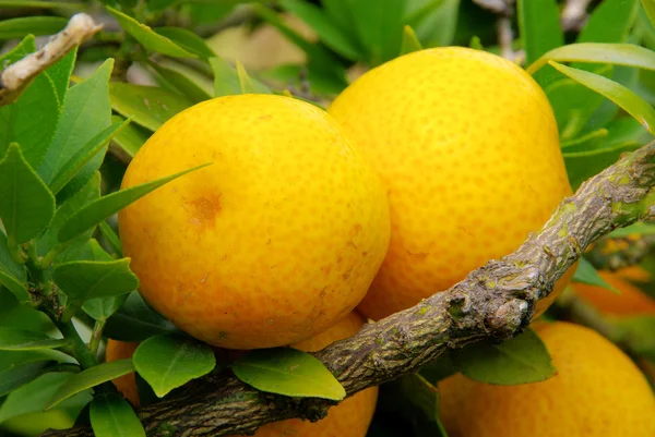 Lemon on tree — Stock Photo, Image