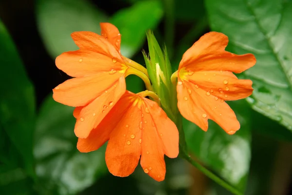 Crossandra — Stock fotografie