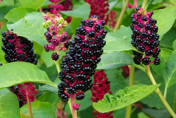 Pokeweed — Stok fotoğraf