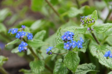 Brunnera Macrophylla 