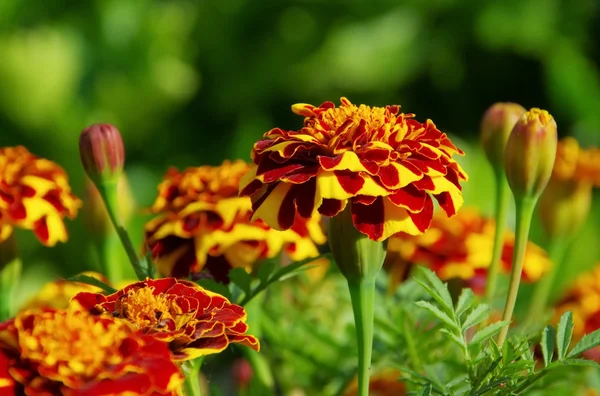 Tagetes — Stockfoto