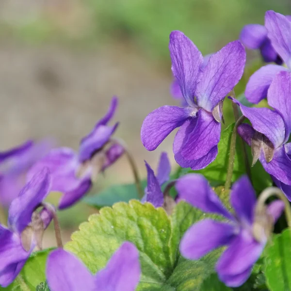 Weißdornviola — Stockfoto