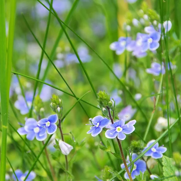 Rostliny speedwell — Stock fotografie