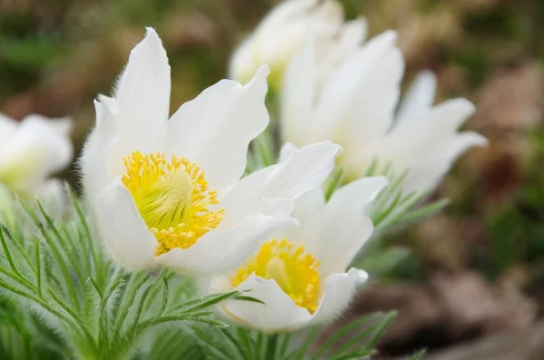 Flor pasque blanco — Foto de Stock