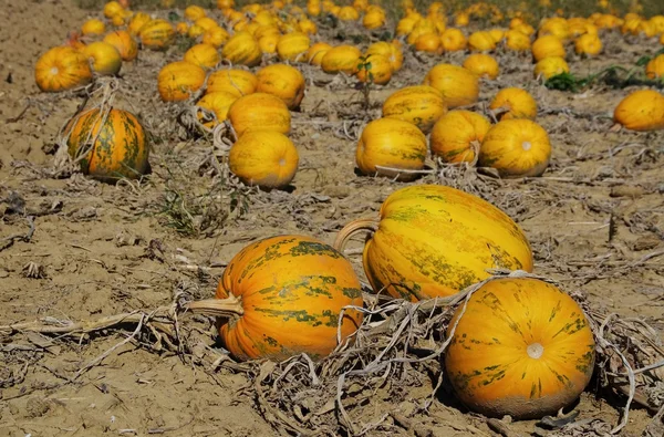 Pumkin field — Stock Photo, Image