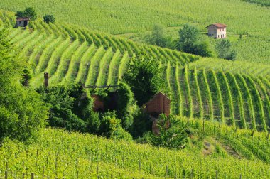 Langhe üzüm bağları 
