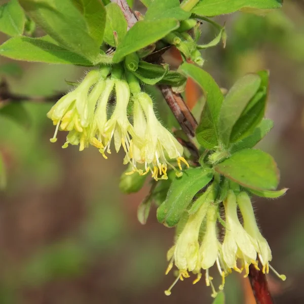 Flor de Lonicera kamtschatica — Fotografia de Stock