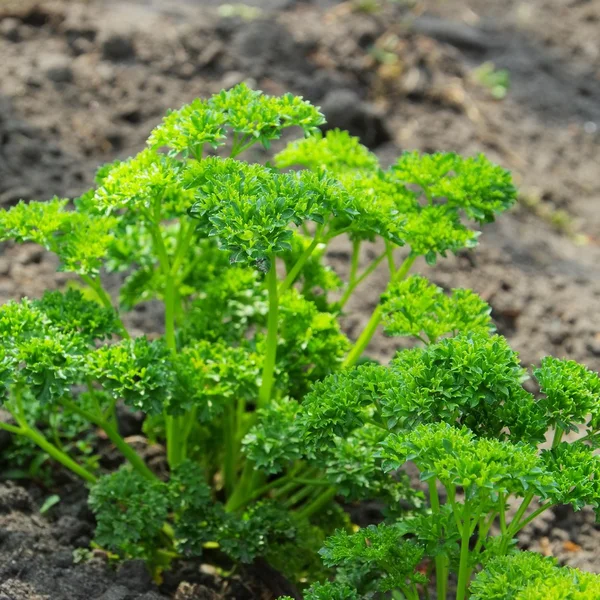 Parsley in garden — Stock Photo, Image