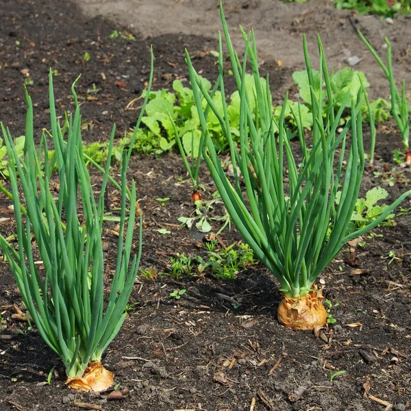 Sjalot in tuin — Stockfoto