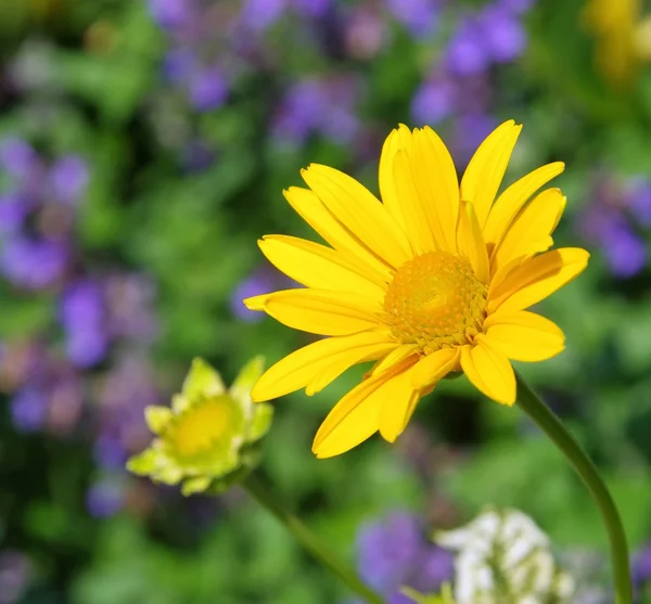 Gänseblümchen — Stockfoto