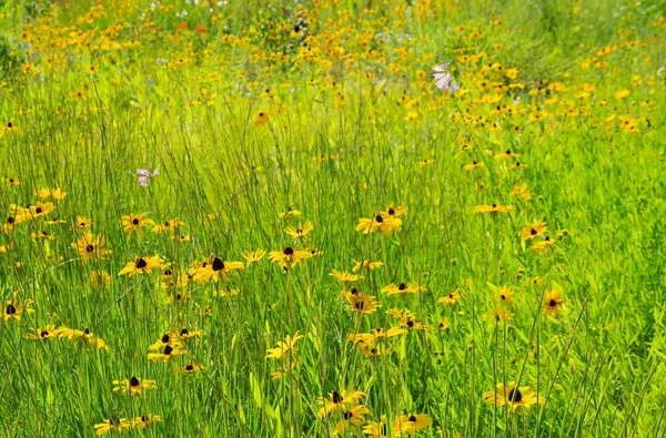 Black-Eyed susan łąka — Zdjęcie stockowe