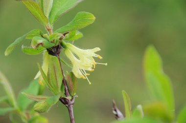 Lonicera kamtschatica çiçeği 