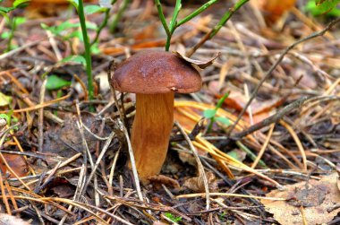 bay bolete 