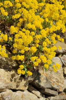 Alyssum saksafoncusu 