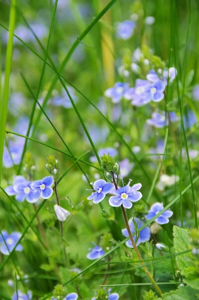 Germander speedwell — Stockfoto