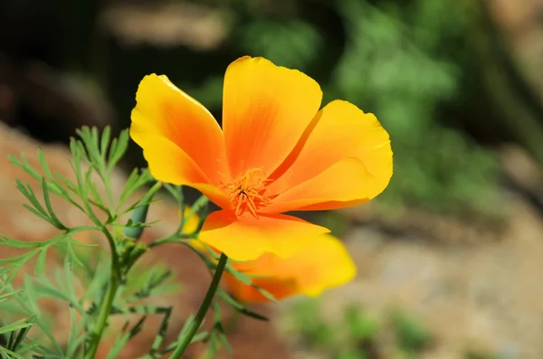 California poppy — Stock Photo, Image