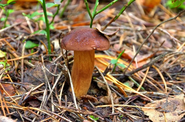 Bay Bolete — Stock Photo, Image