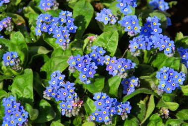 Primrose küçük çiçeği ile