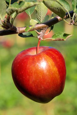 elma ağacı üzerinde 