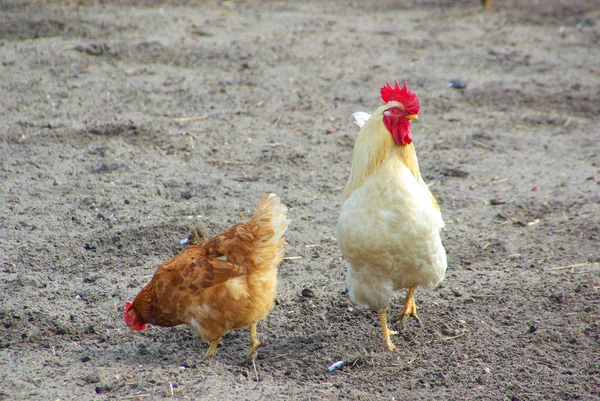 Two chickens — Stock Photo, Image