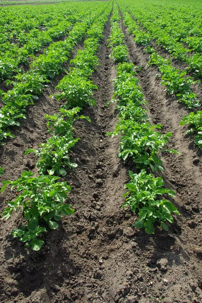 Planta de patata — Foto de Stock