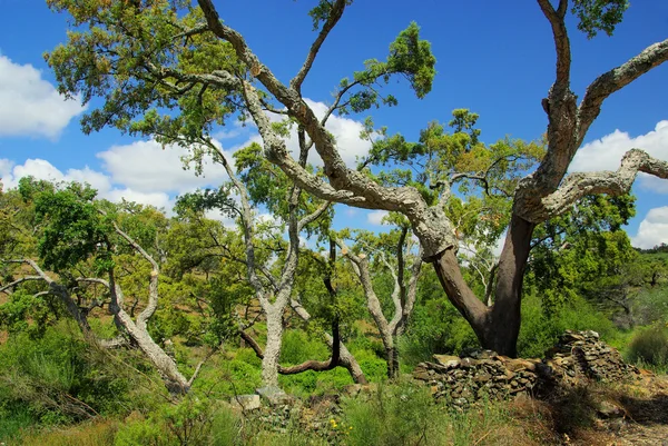 Пробковый дуб — стоковое фото
