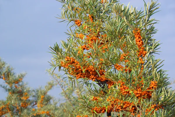 Sárga thorn — Stock Fotó