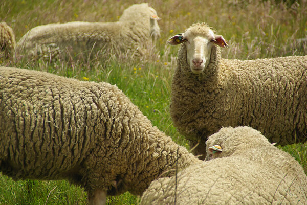 Sheeps on grass