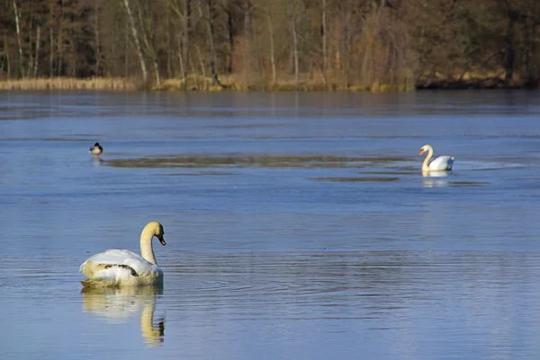 Лебеді на озері — стокове фото