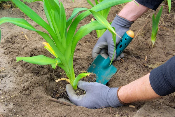 Mãos plantando um daylily — Fotografia de Stock