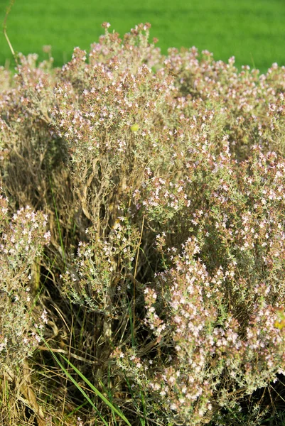 Tijm — Stockfoto