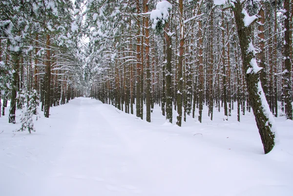 Floresta no inverno — Fotografia de Stock